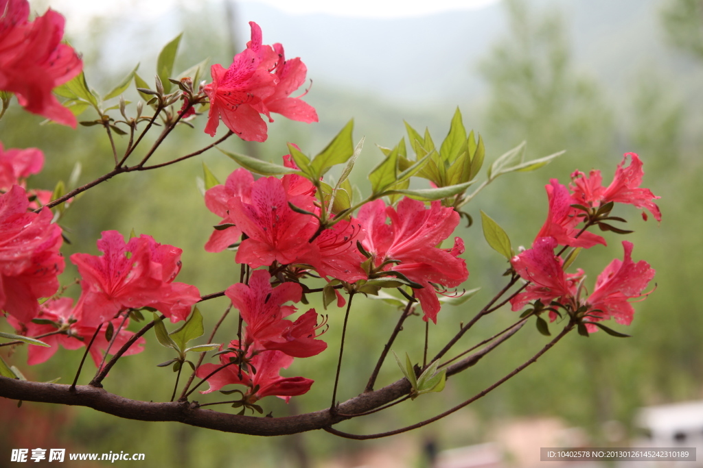 杜鹃花