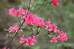 杜鹃花