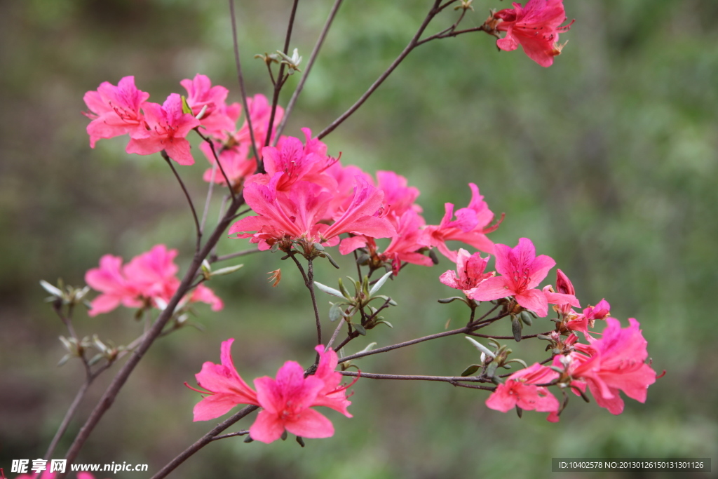 杜鹃花
