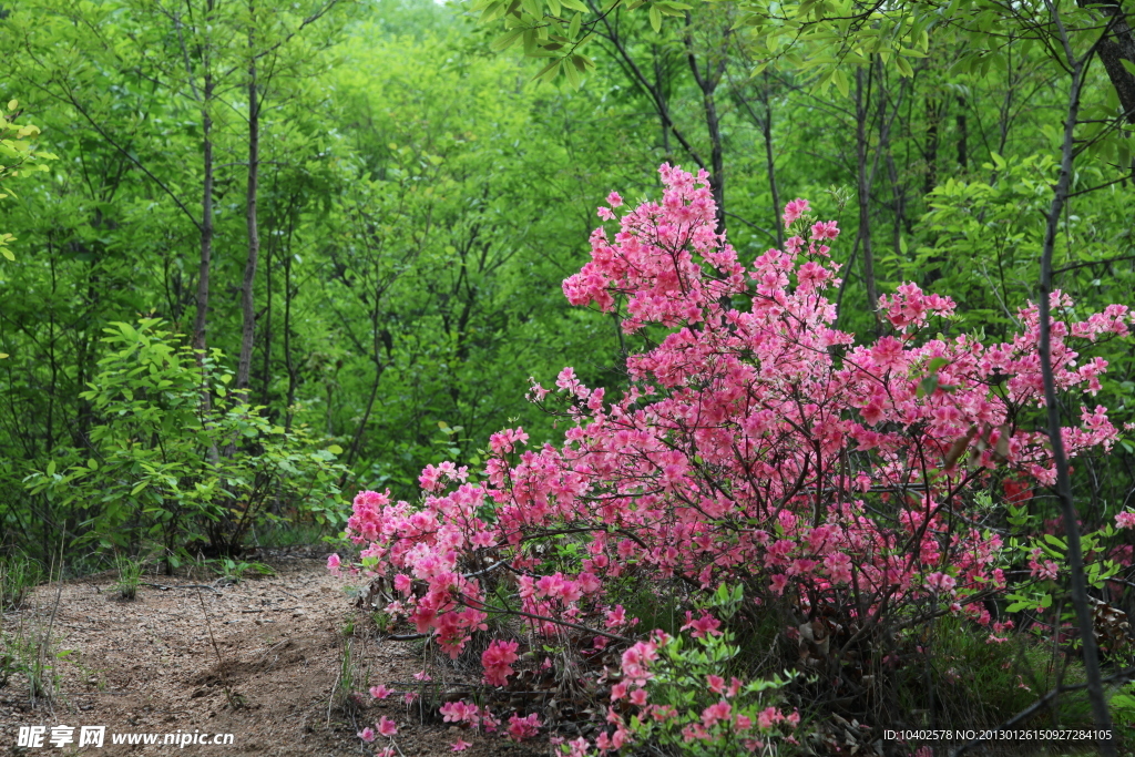 杜鹃花