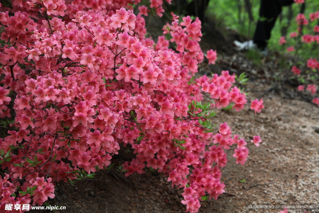杜鹃花