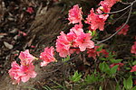 杜鹃花