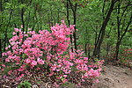 杜鹃花