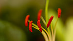 红色花蕊