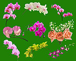 蝴蝶花