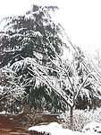 雪景图
