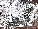 雪景图