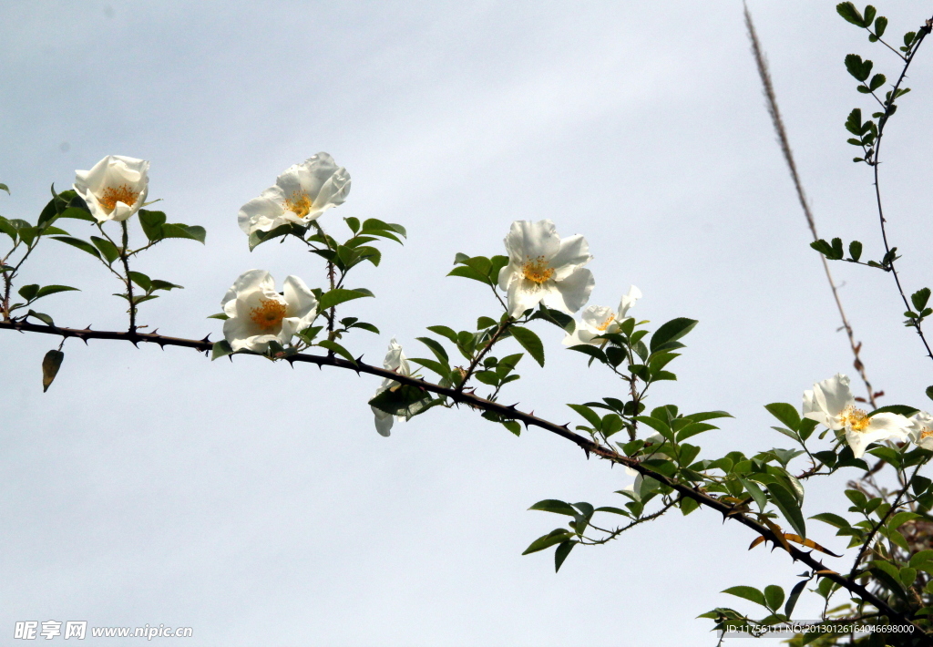 金樱子花