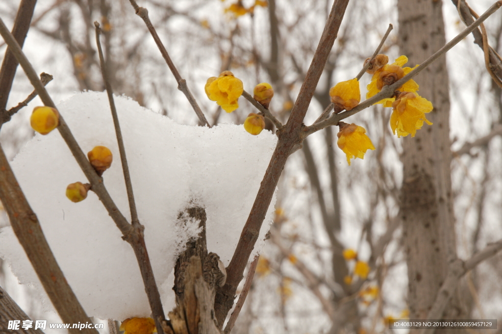 梅雪