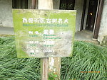 树木