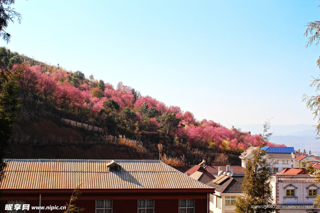 樱花