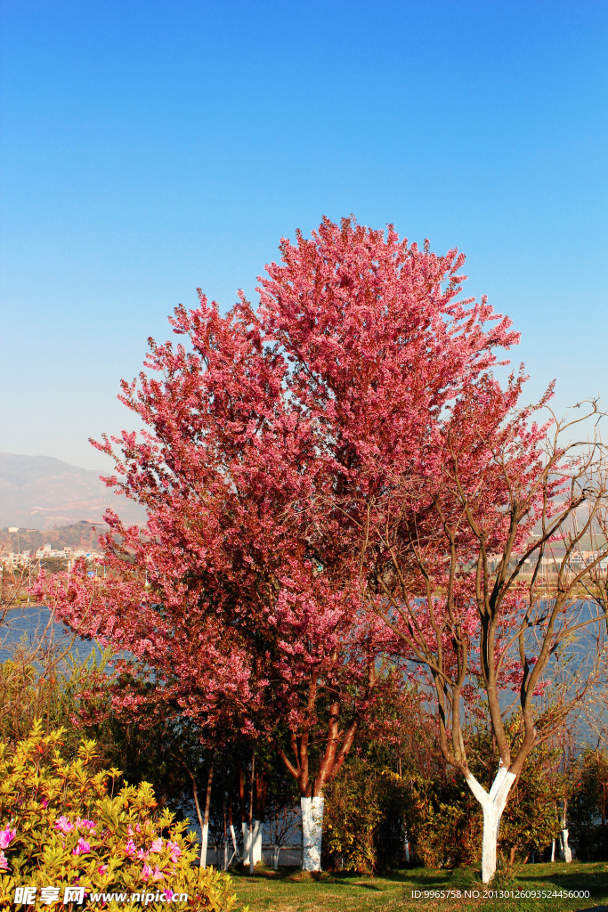 樱花树