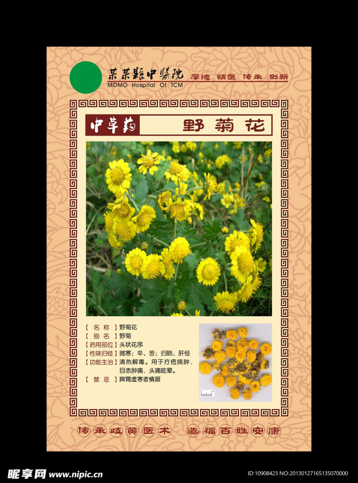 中草药 野菊花