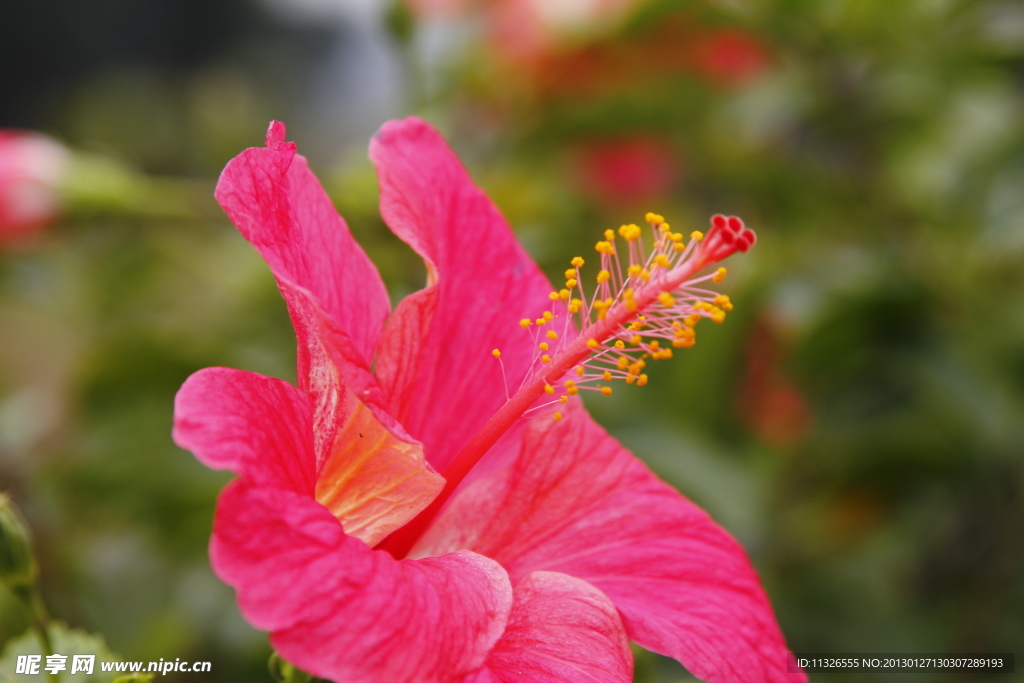 扶桑花