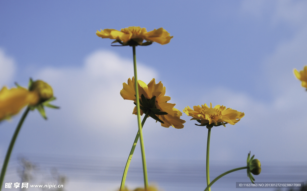 黄花