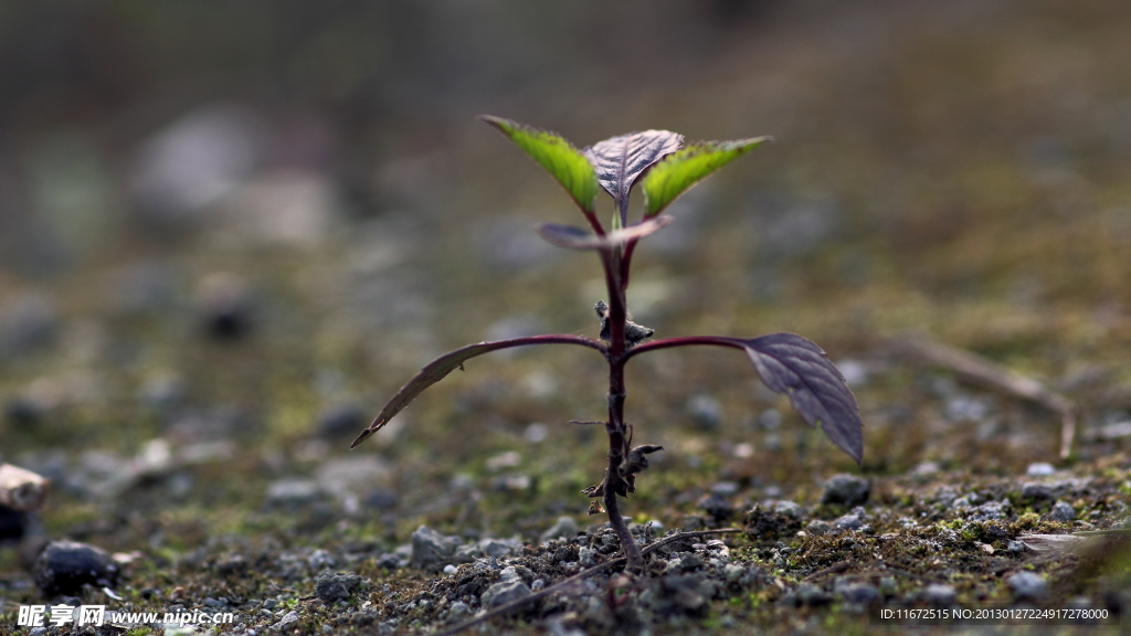 小草