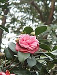 茶花