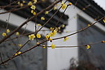 蜡梅花