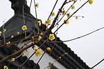 蜡梅