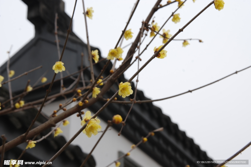 蜡梅