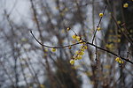 蜡梅花