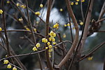 蜡梅花