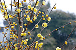 蜡梅
