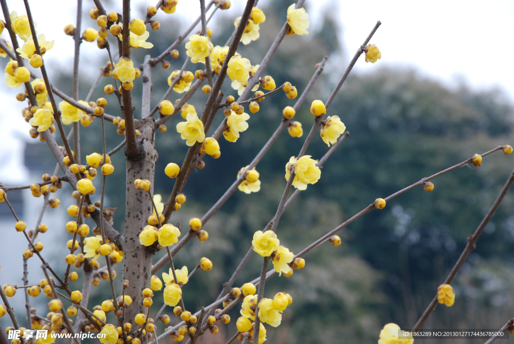 蜡梅