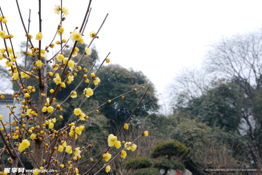 蜡梅