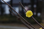 蜡梅花