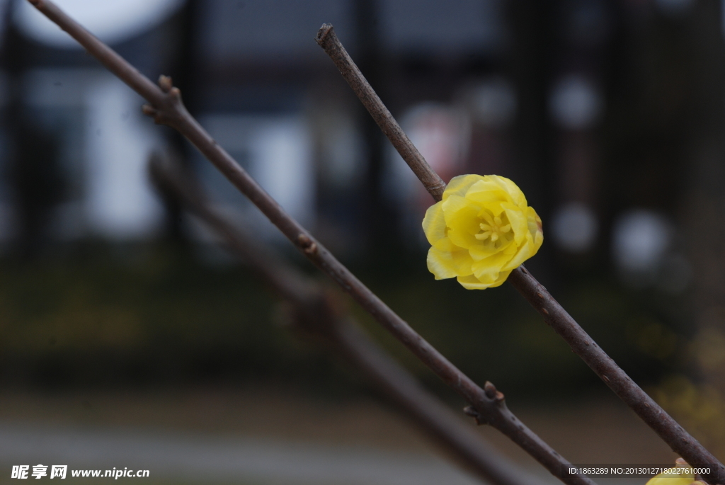 蜡梅花