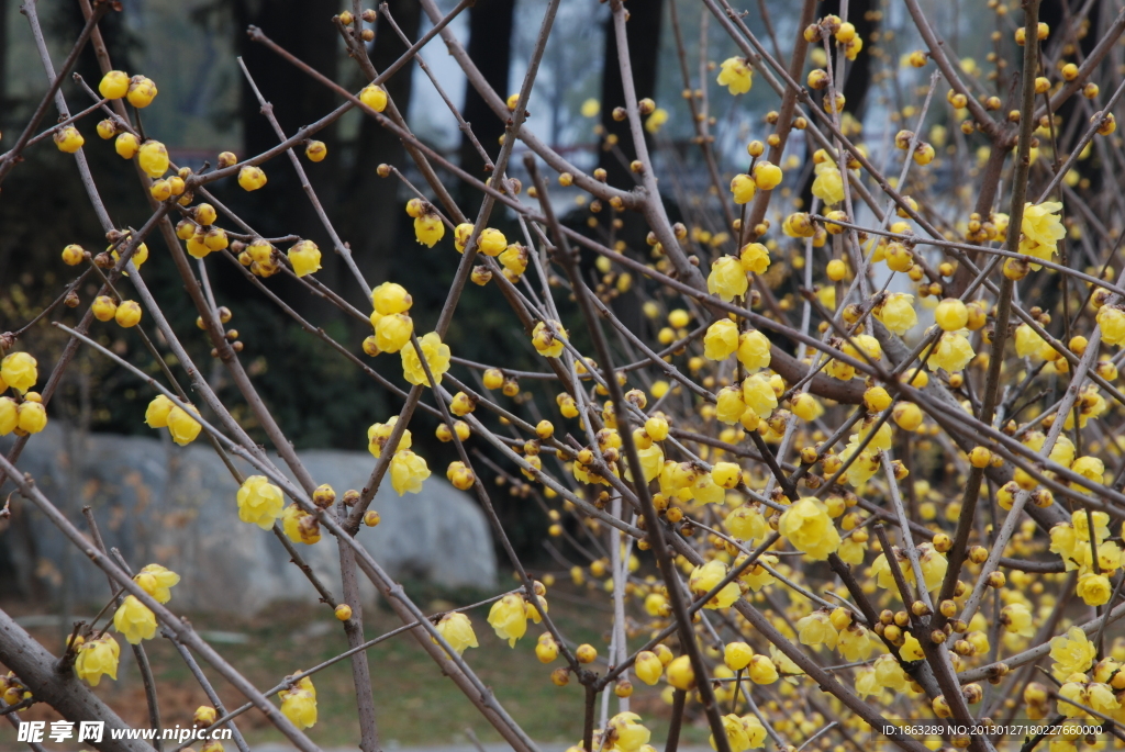 蜡梅花