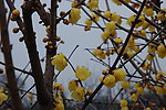 蜡梅