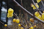 蜡梅