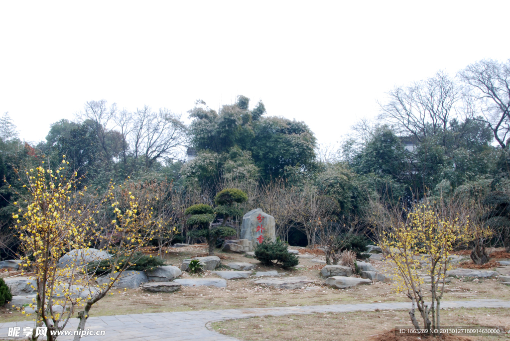 蜡梅园