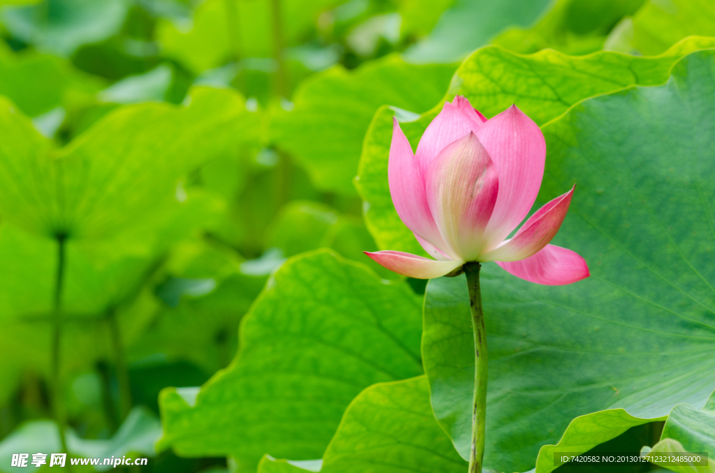 荷花