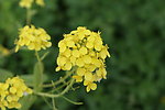 油菜花