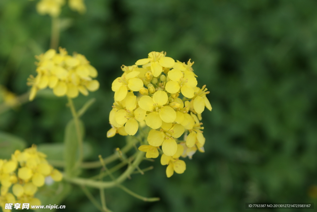 油菜花