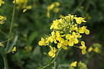油菜花