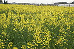 油菜花
