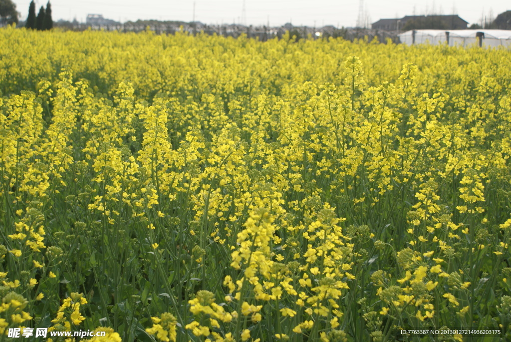 油菜花