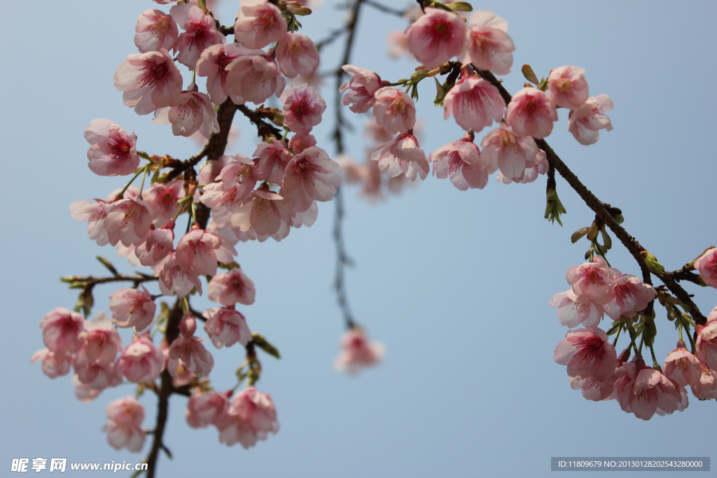 樱花