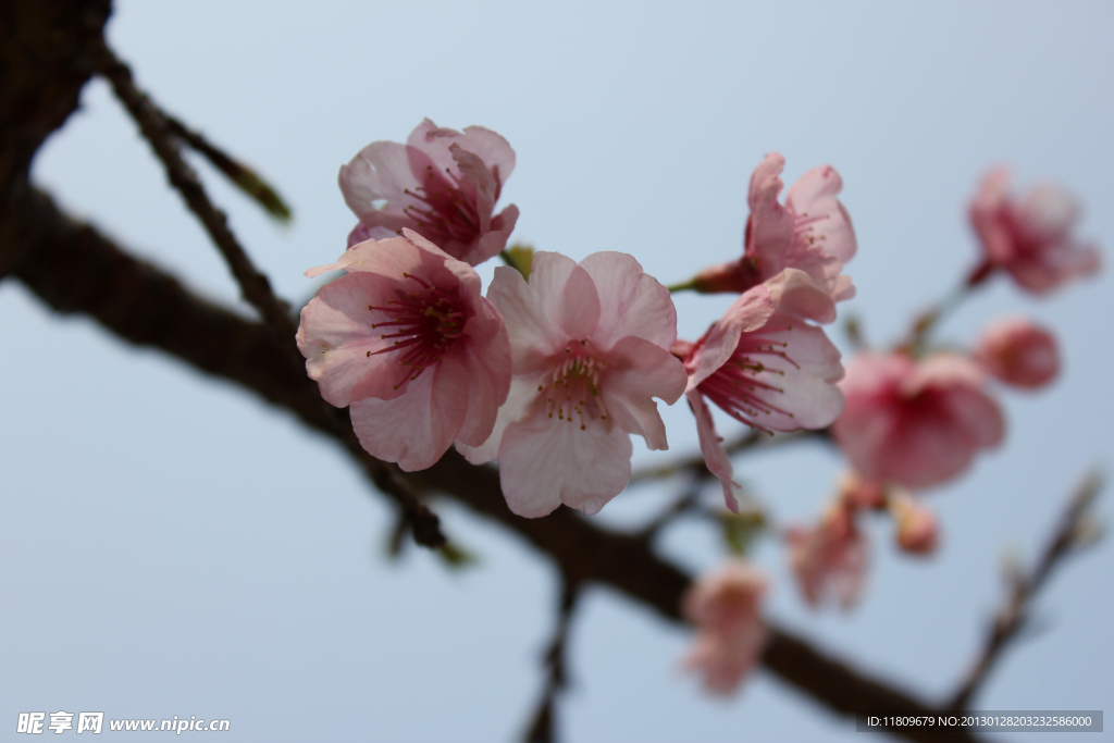 福建山樱花