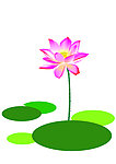 荷花