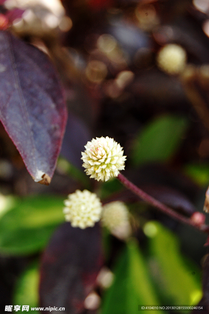 白花