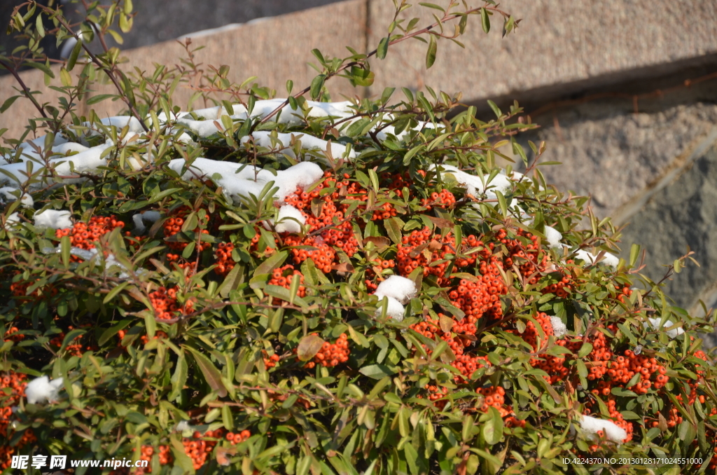 雪里火棘果