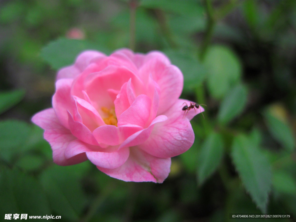 月季花