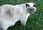 白色小猫