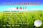 圣稻17