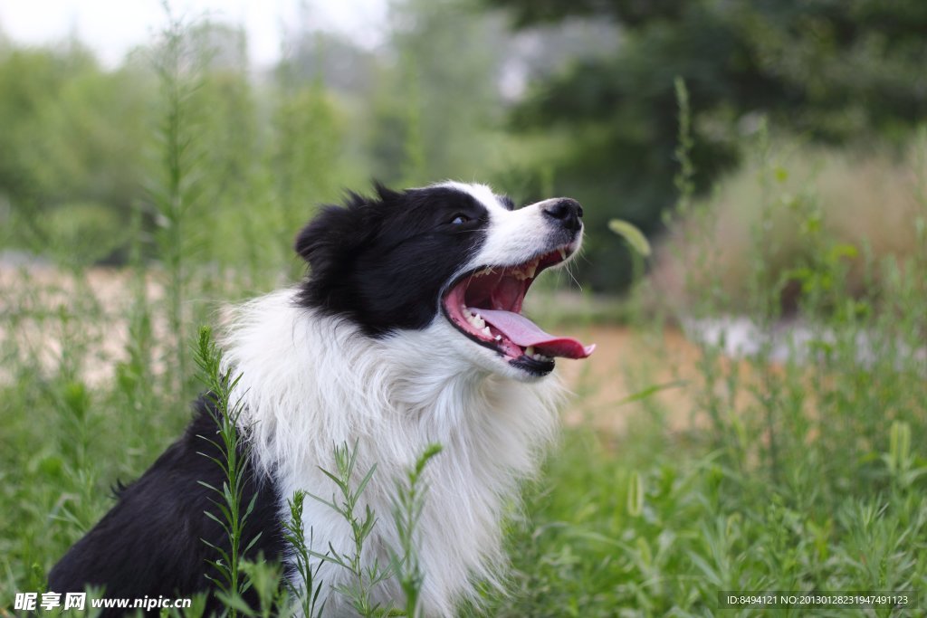 边境牧羊犬